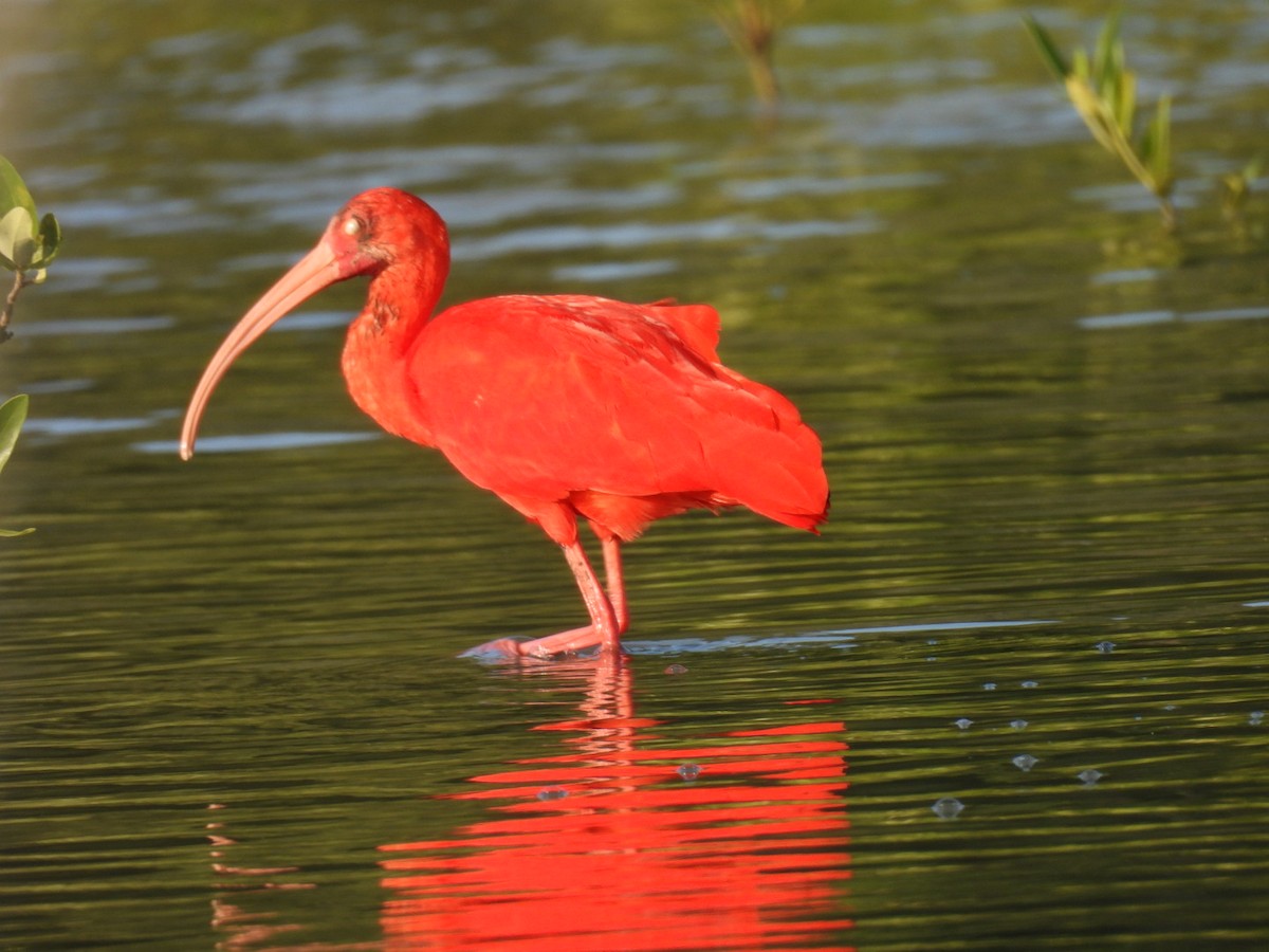 Al Aynak - ML644553854