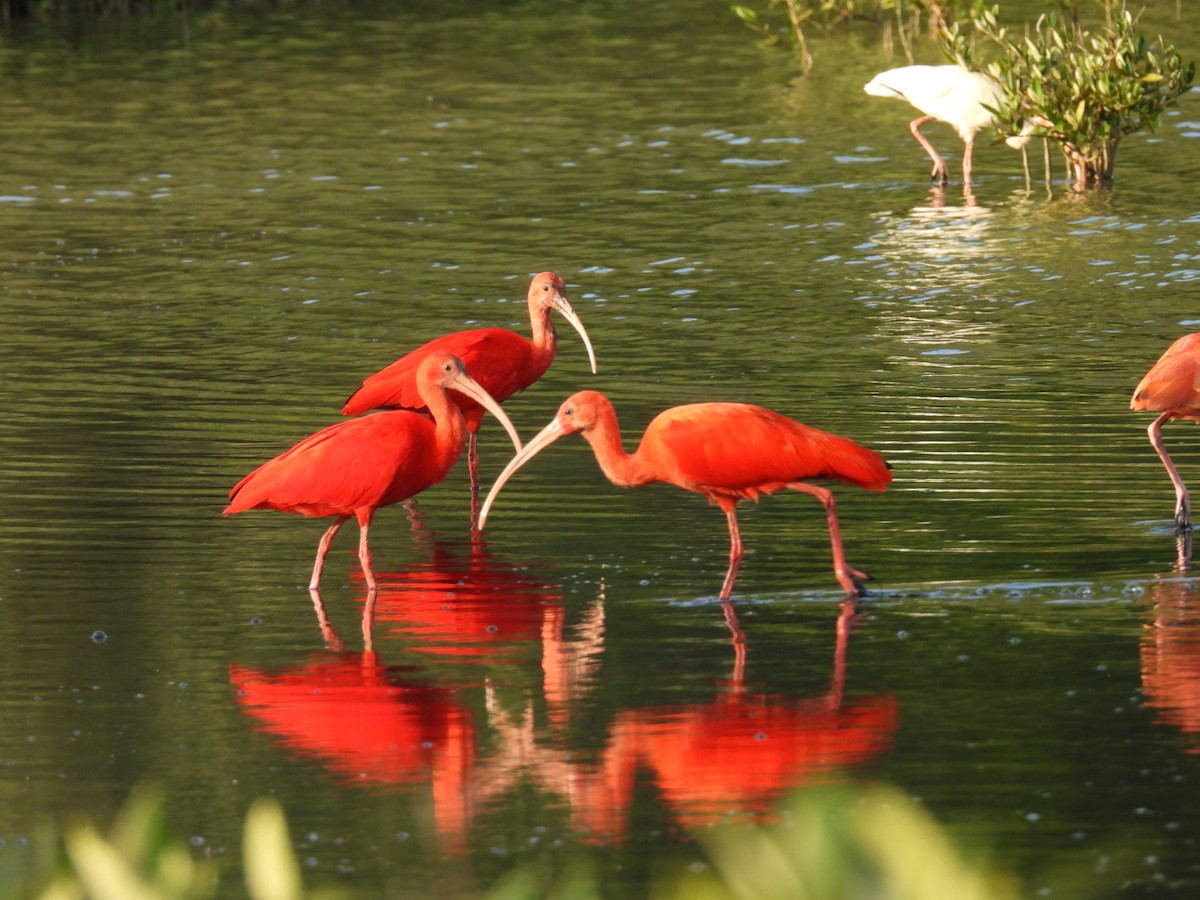 Al Aynak - ML644553855