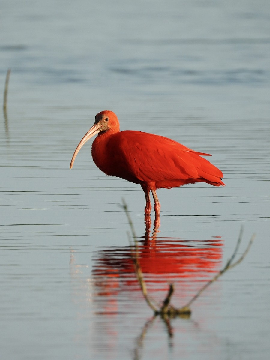 Al Aynak - ML644553856