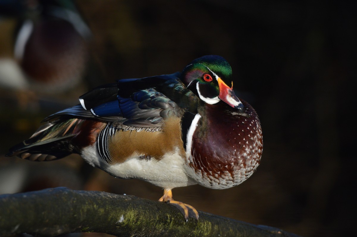 kachnička karolínská - ML644553861