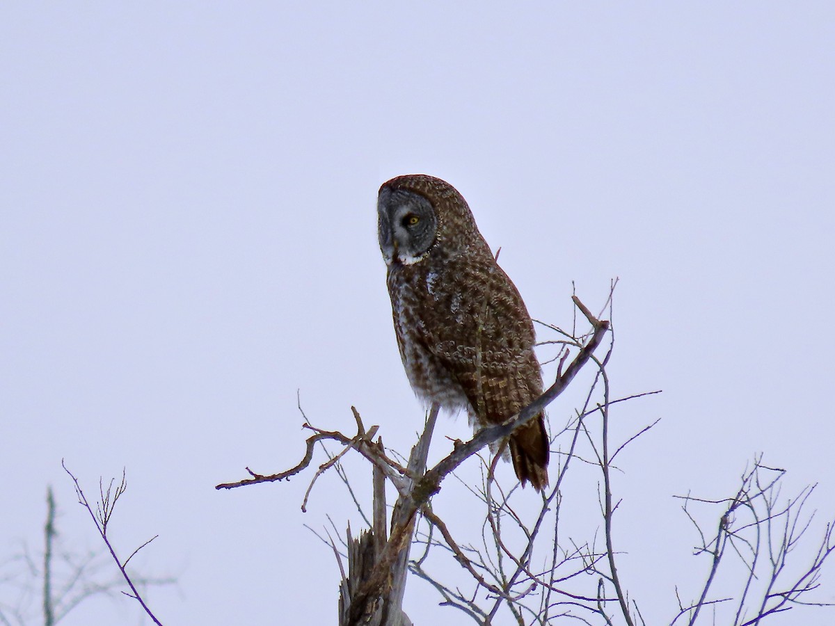 Great Gray Owl - ML644553864