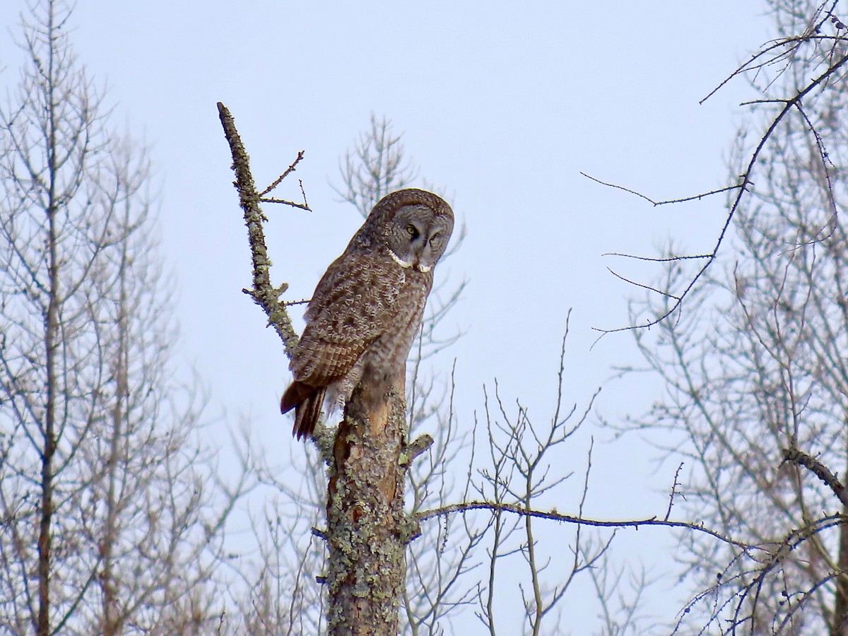 Great Gray Owl - ML644553868