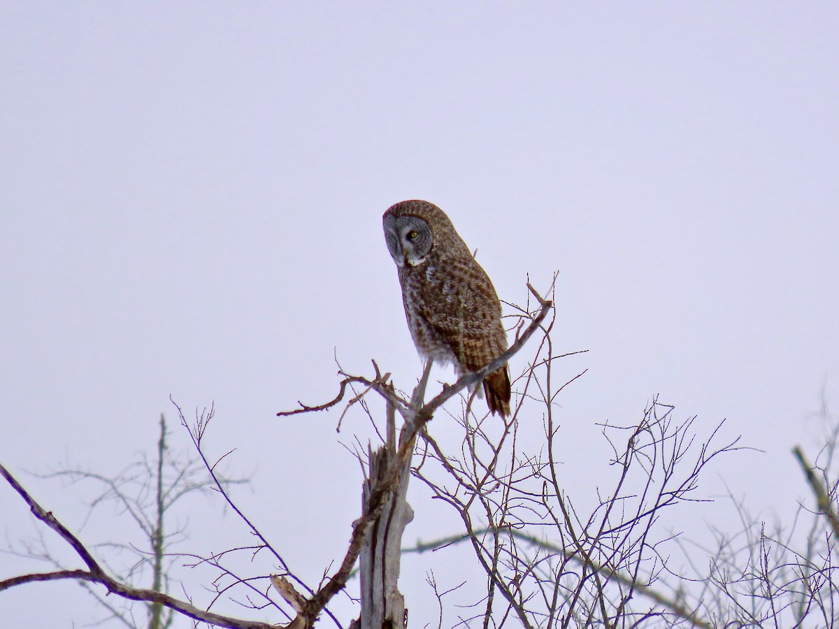 Great Gray Owl - ML644553871