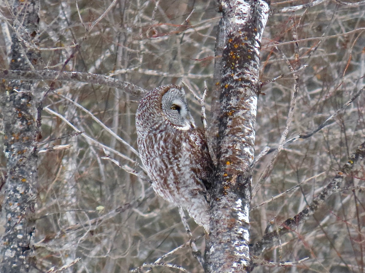 Great Gray Owl - ML644553875