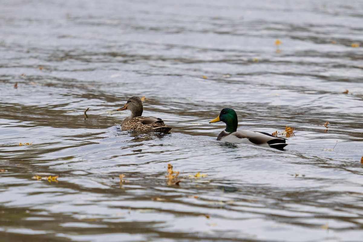 Mallard - ML644553878