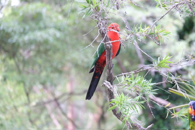 Australian King-Parrot - ML644553879