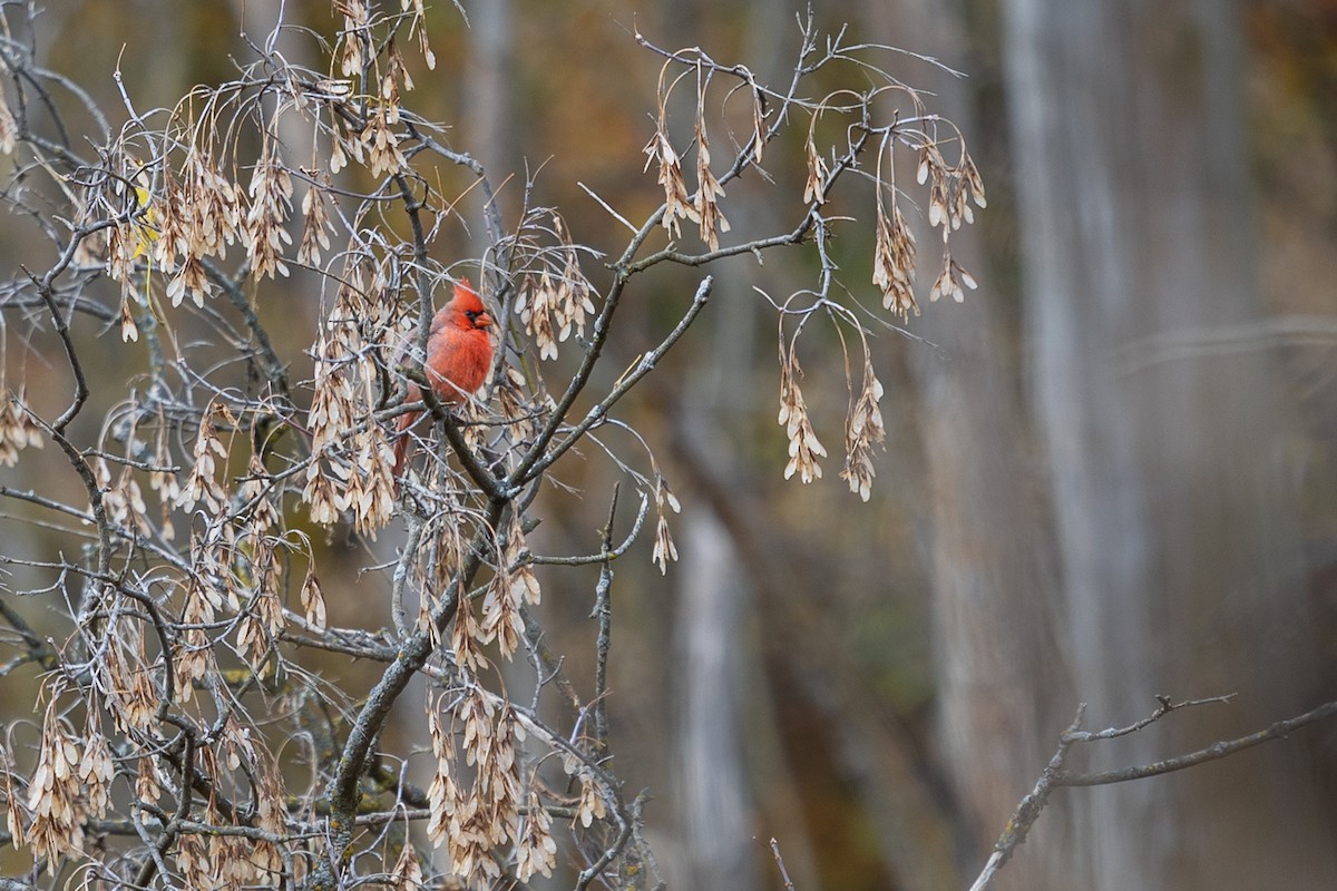 Northern Cardinal - ML644553891