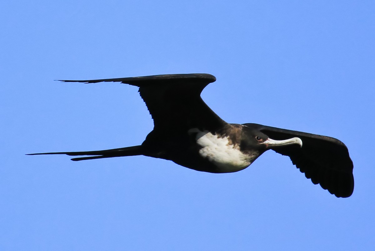 Great Frigatebird - ML644553893