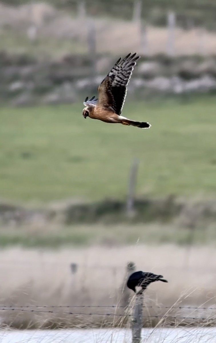Pallid Harrier - ML644553896
