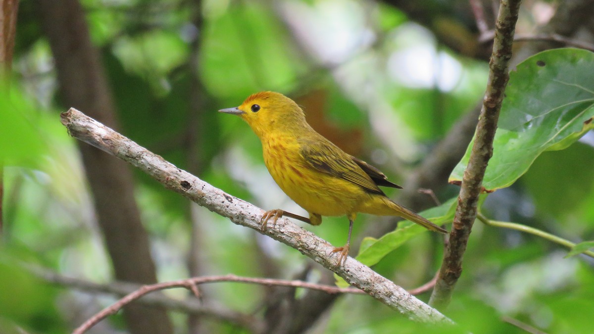 Mangrove Yellow Warbler - ML644553912