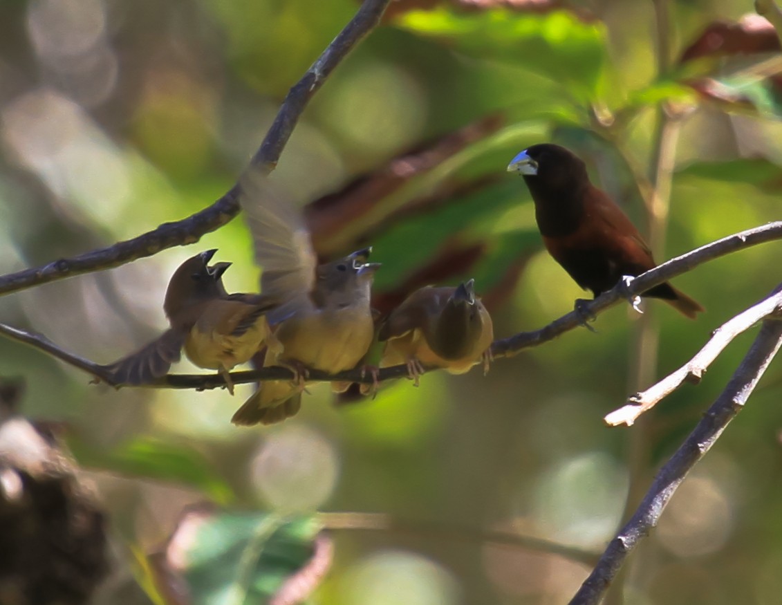 Chestnut Munia - ML644553913