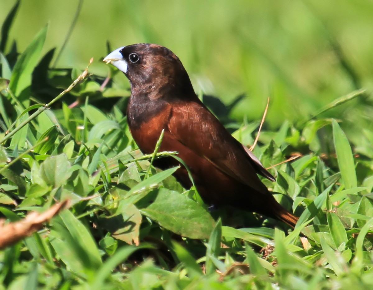 Chestnut Munia - ML644553914