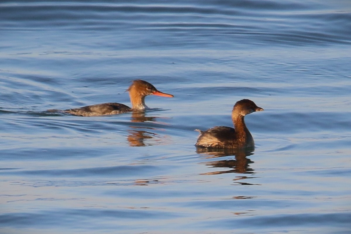 ringnebbdykker - ML644553916