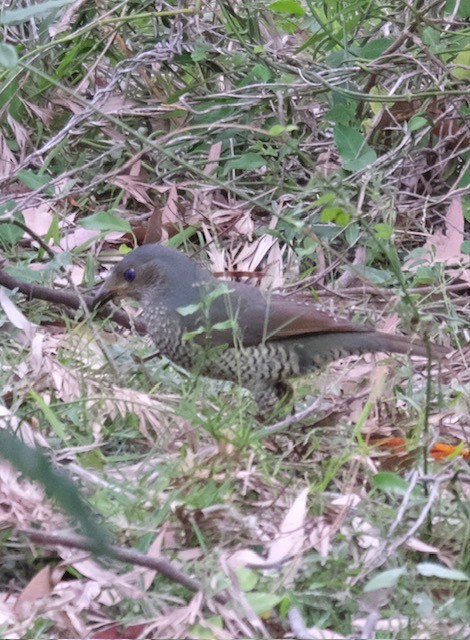 lemčík hedvábný - ML644553917