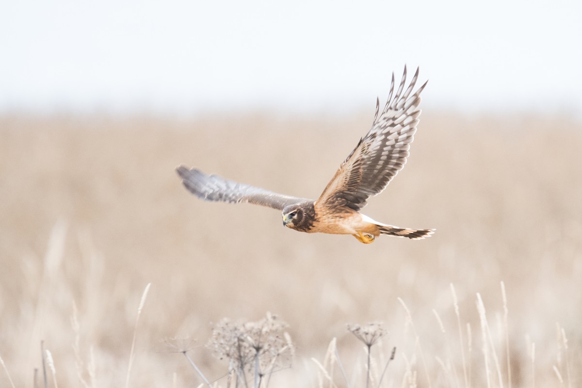 Northern Harrier - ML644553920