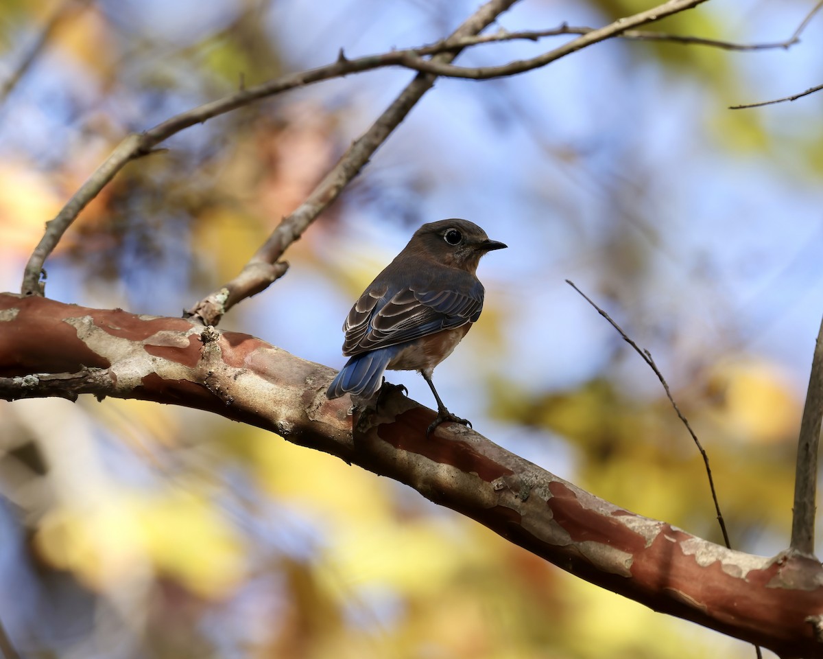 Merlebleu de l'Est - ML644553922