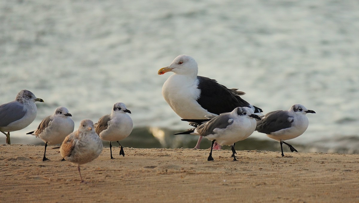 Gavión Atlántico - ML644553925