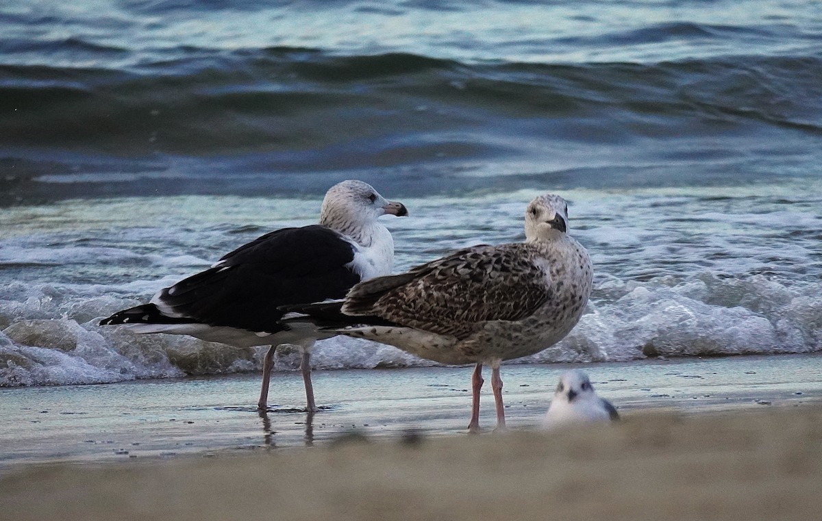 Gavión Atlántico - ML644553926