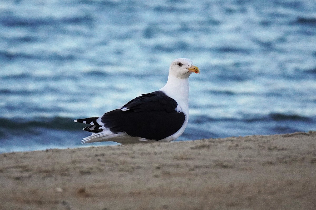 Gavión Atlántico - ML644553927