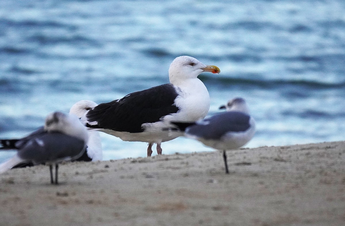 Gavión Atlántico - ML644553928