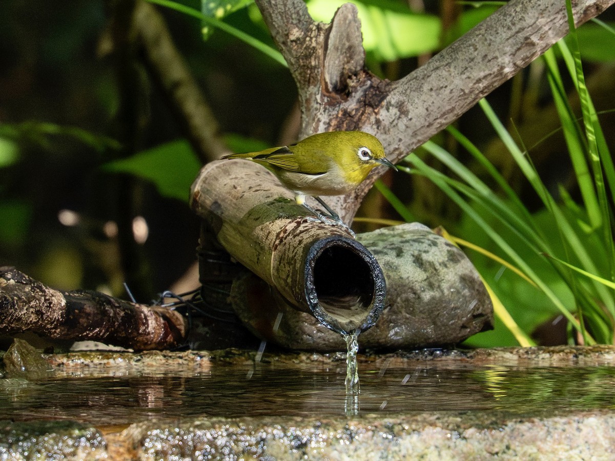 Anteojitos Japonés - ML644553932