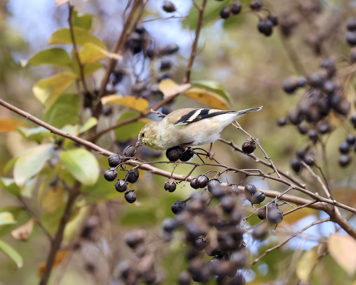 Chardonneret jaune - ML644553939