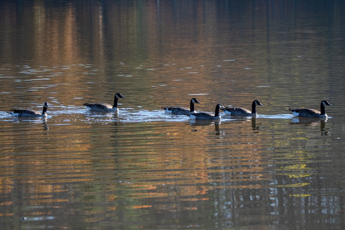 Canada Goose - ML644553940