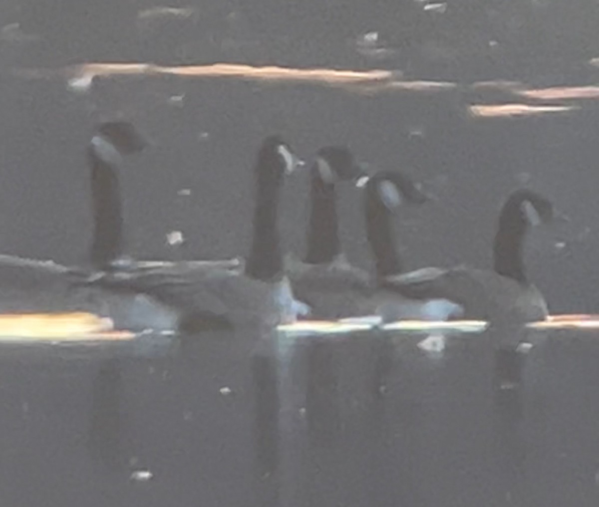 Cackling Goose - ML644553941