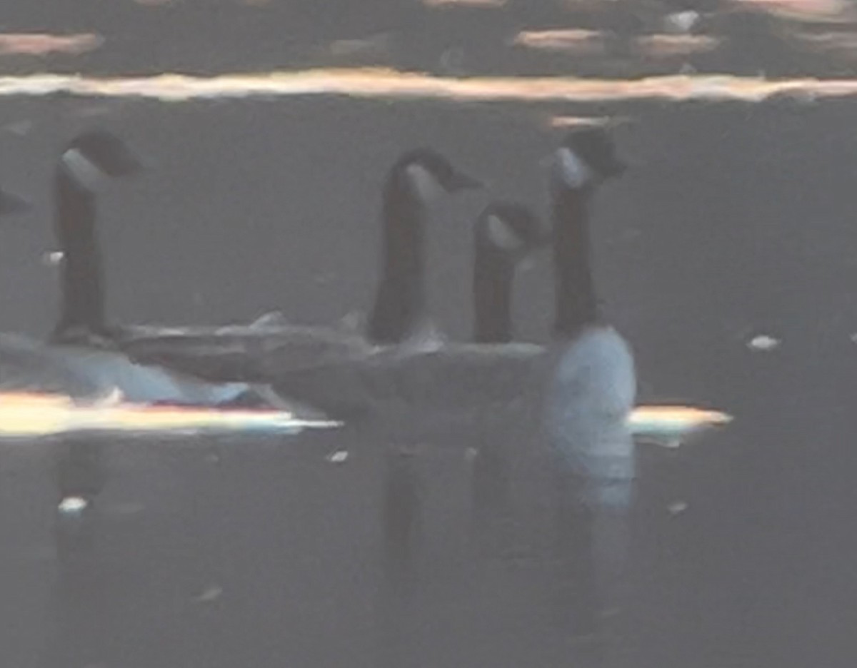 Cackling Goose - ML644553942