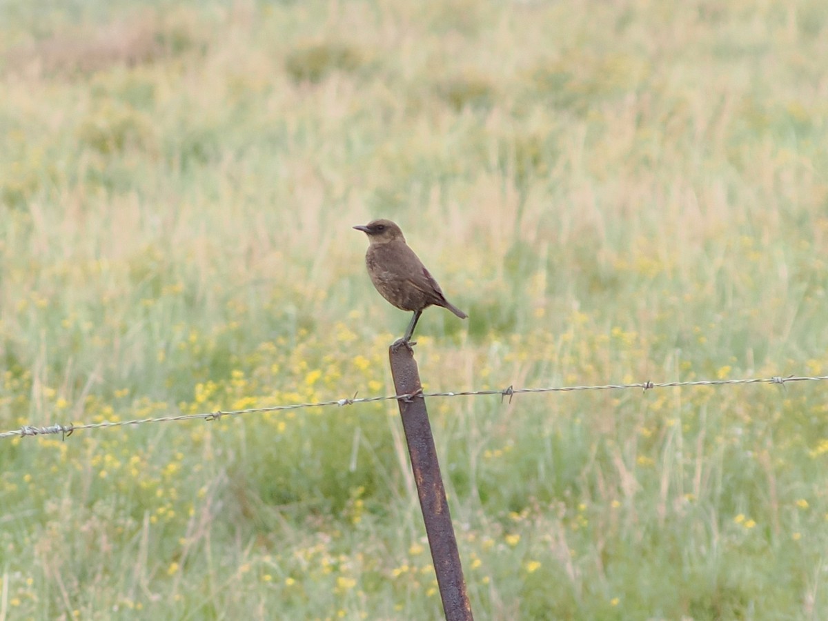 Termitenschmätzer - ML644553953