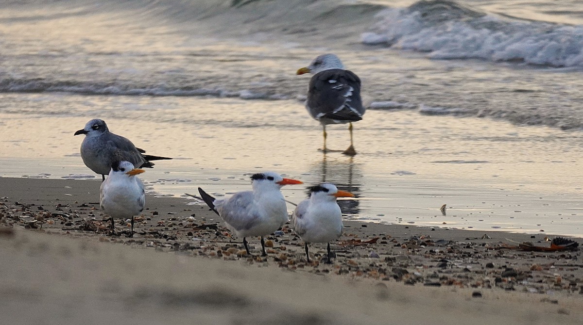 Sterne royale - ML644553956