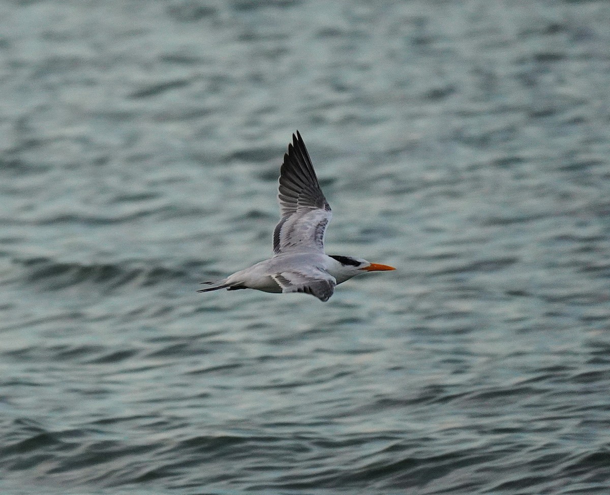 Sterne royale - ML644553957