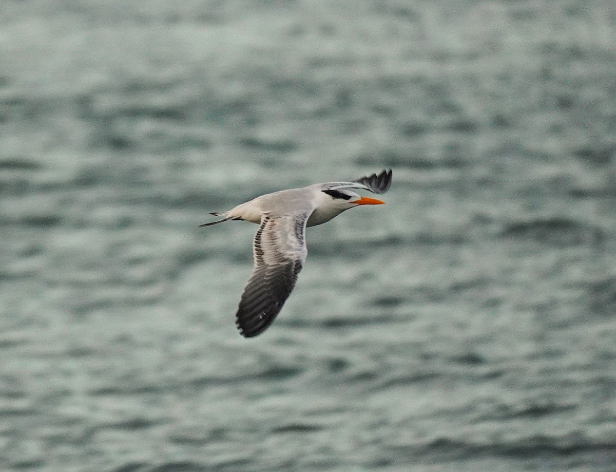 Sterne royale - ML644553958