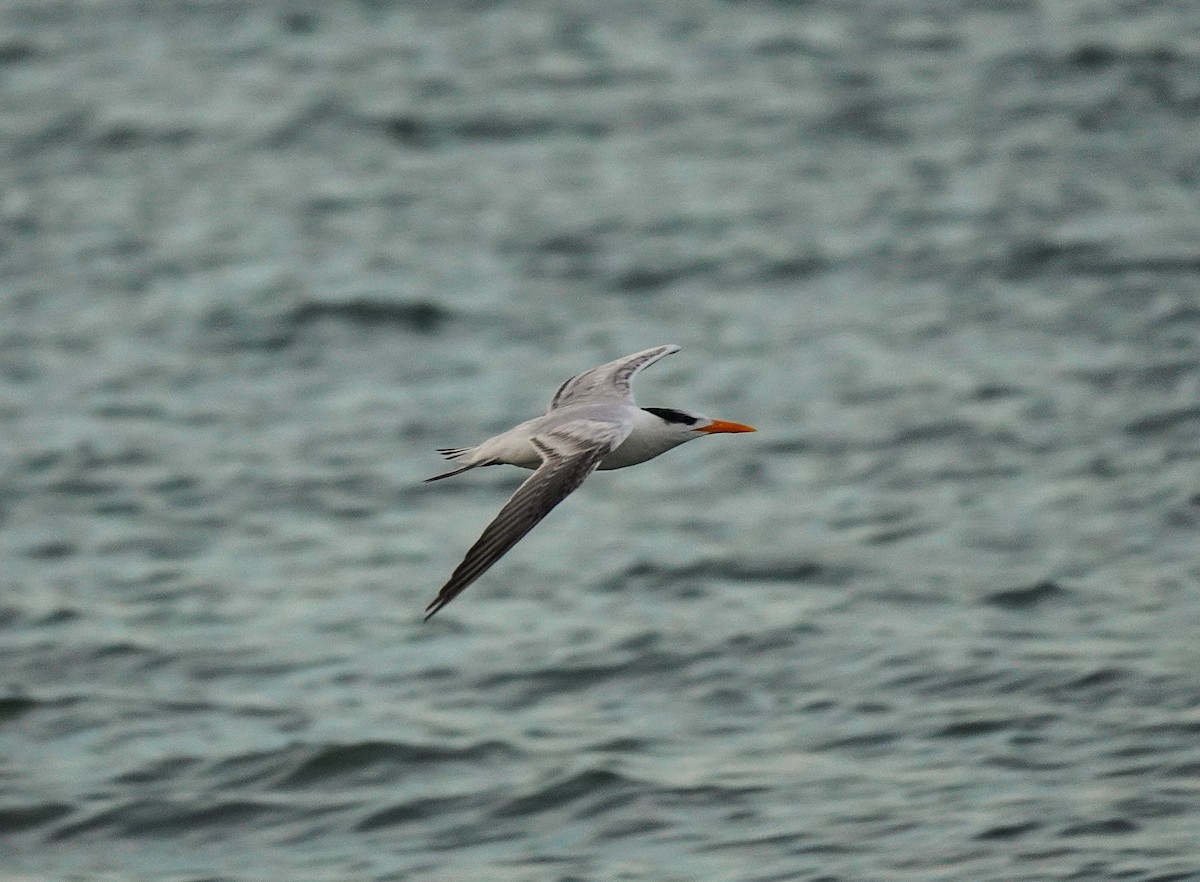 Sterne royale - ML644553959