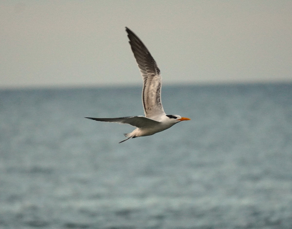 Sterne royale - ML644553960