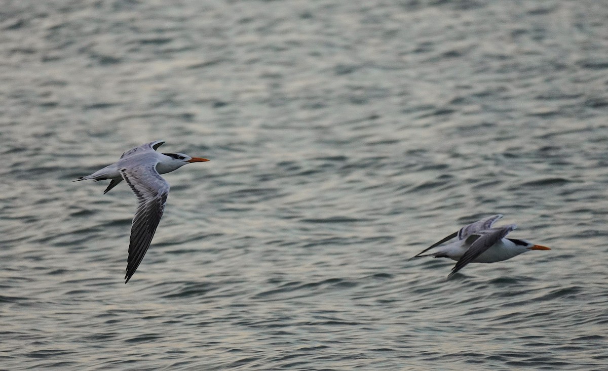 Sterne royale - ML644553961