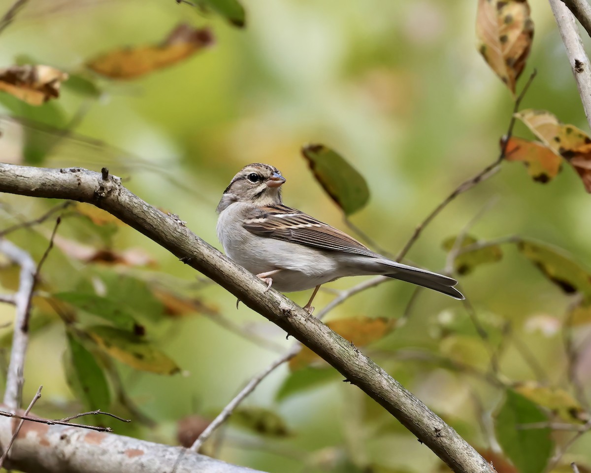 Bruant familier - ML644553962