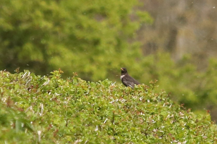 クビワツグミ - ML644553964