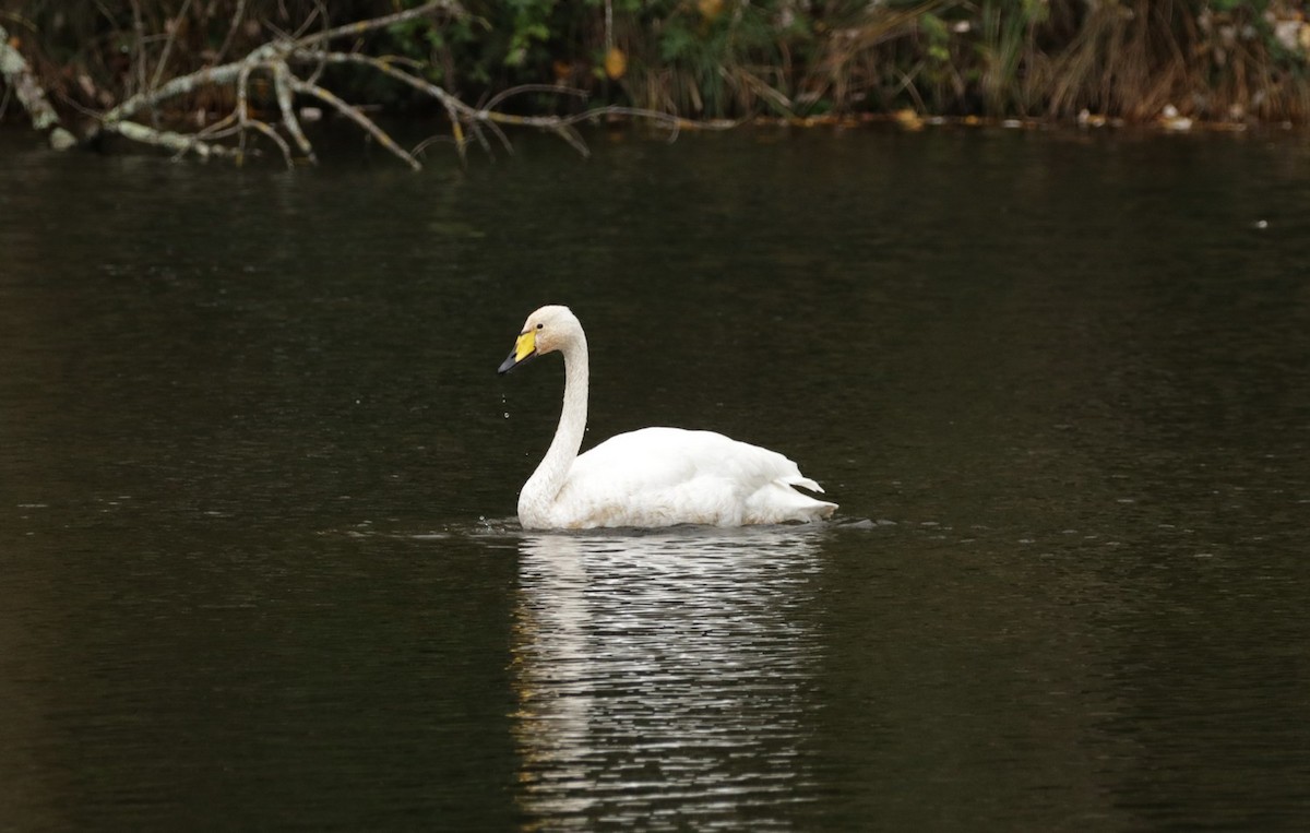 Whooper Swan - ML644553965