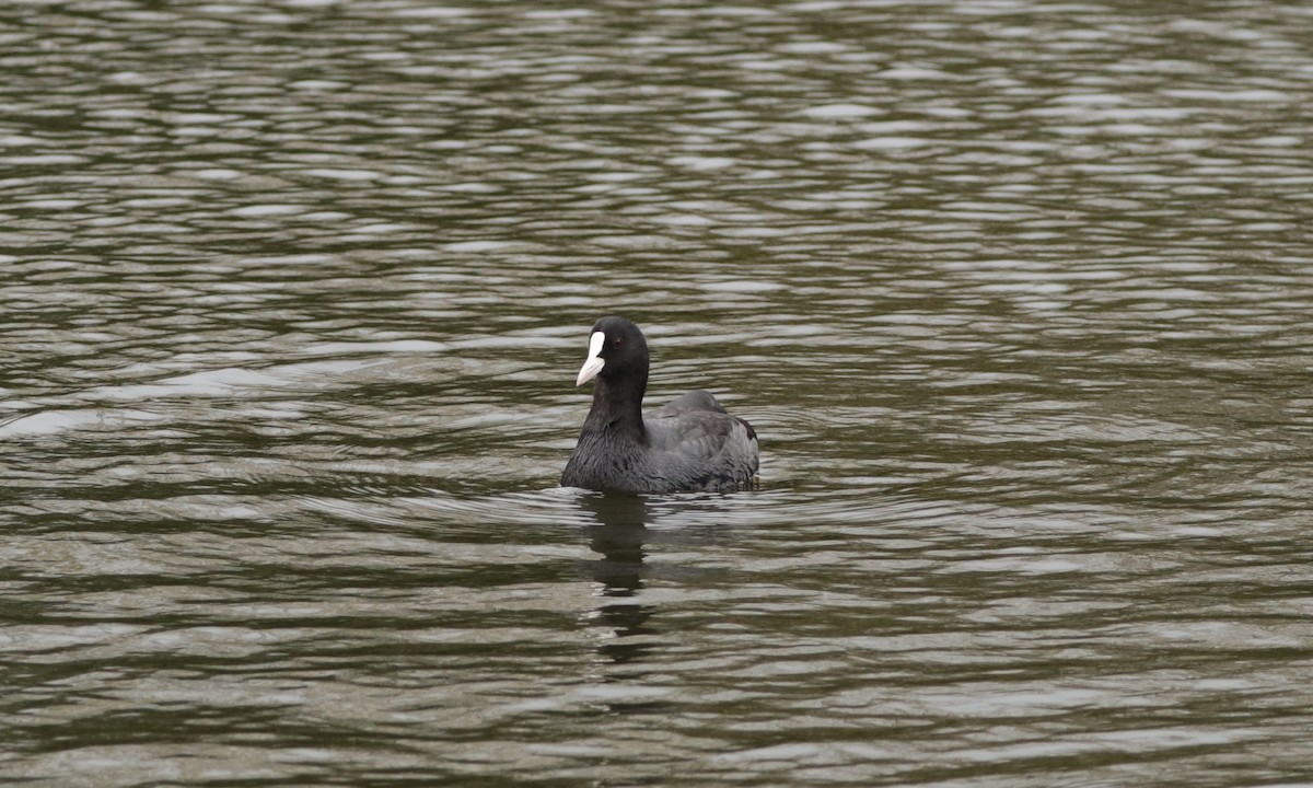 Eurasian Coot - ML644553972