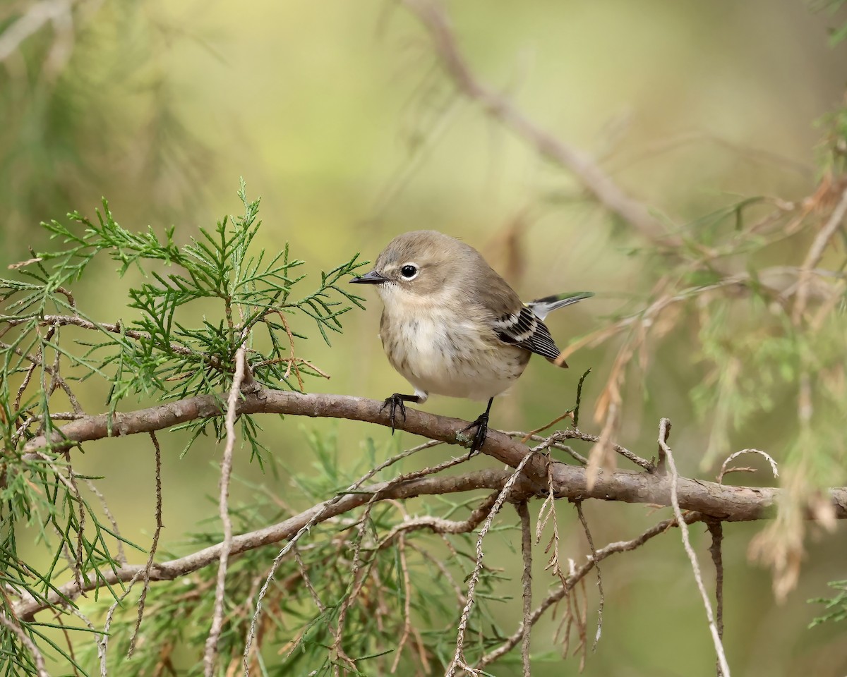 Paruline à croupion jaune (coronata) - ML644553989