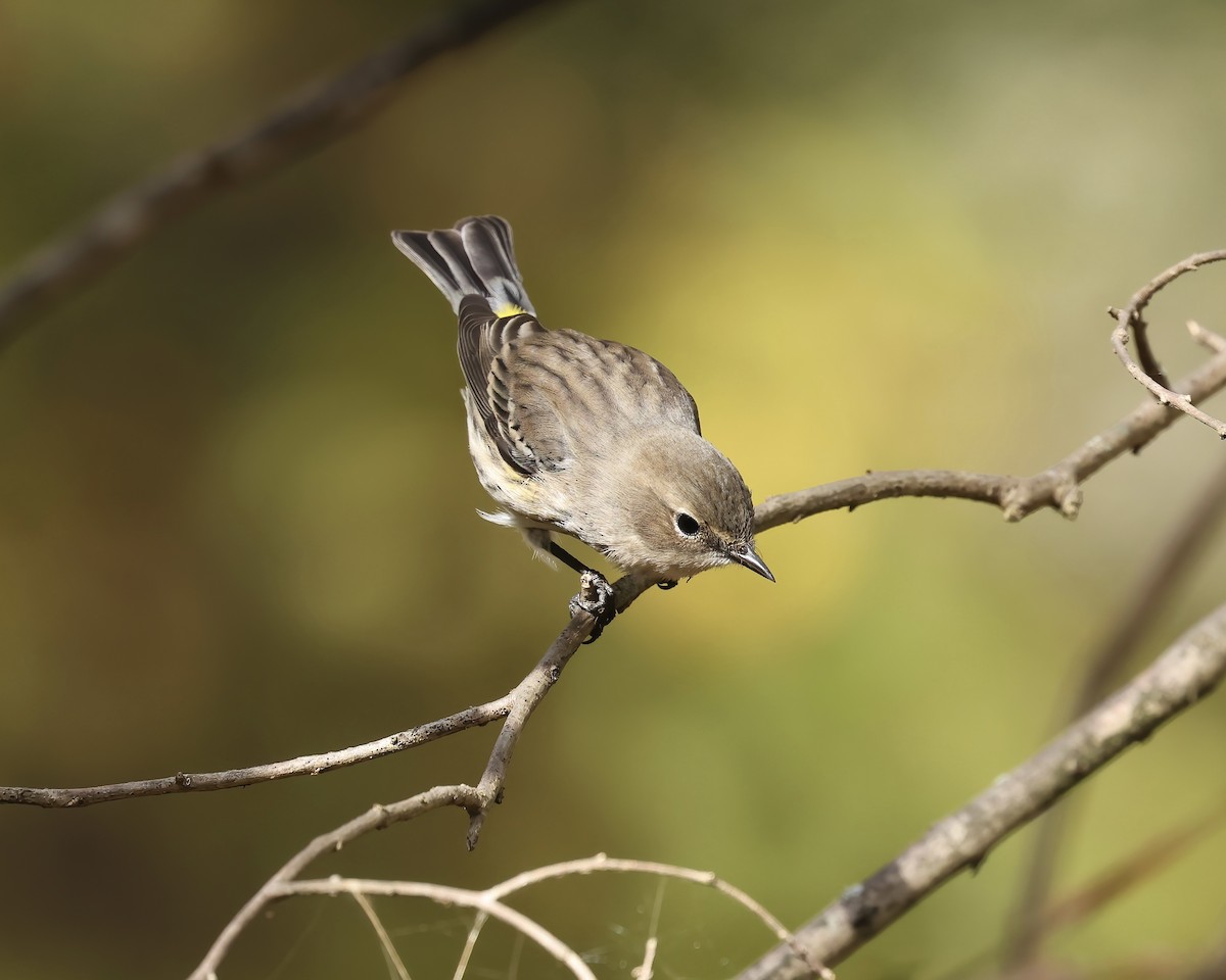 Paruline à croupion jaune (coronata) - ML644553990