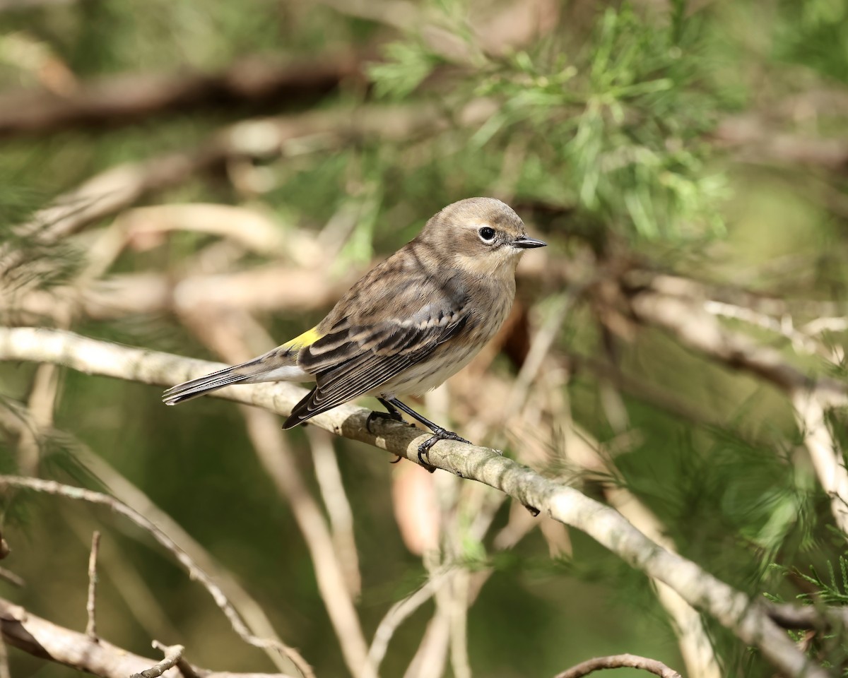Paruline à croupion jaune (coronata) - ML644553992