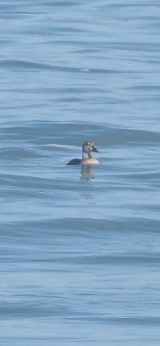 King Eider - ML644553994