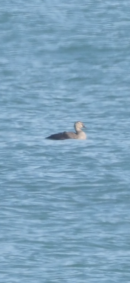 King Eider - ML644553996