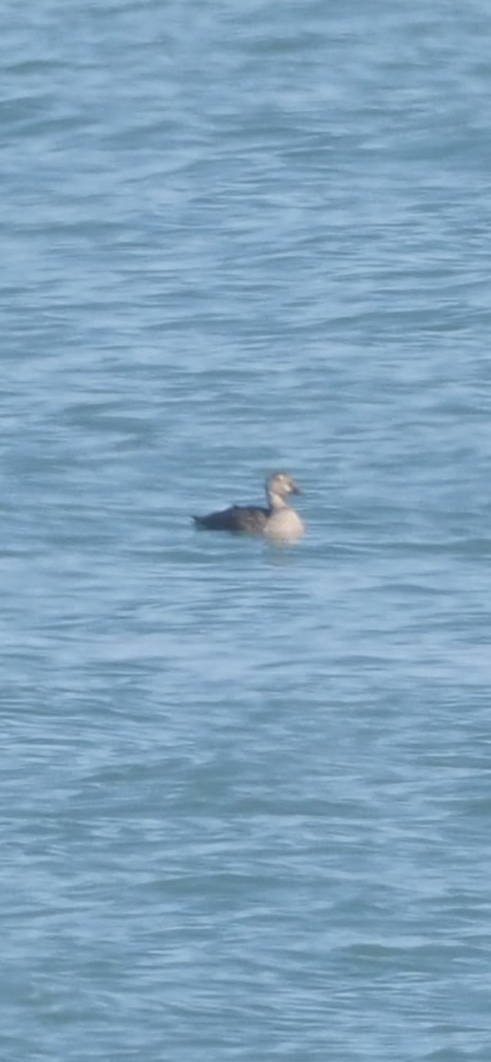 King Eider - ML644553997