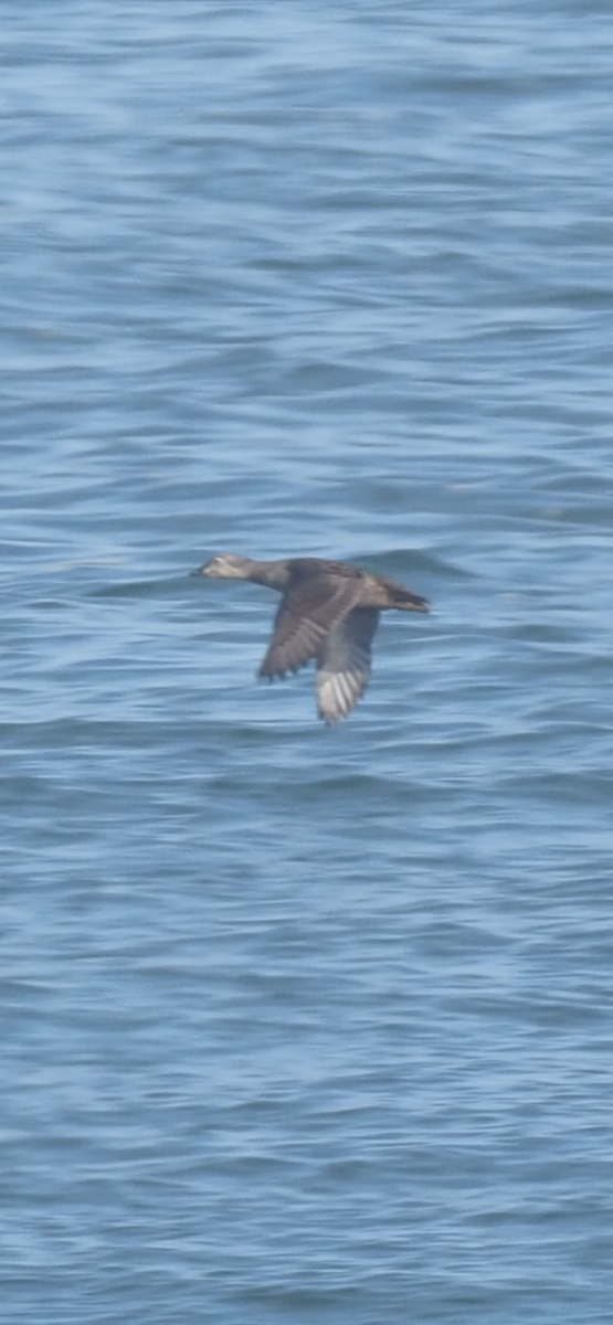 King Eider - ML644553998