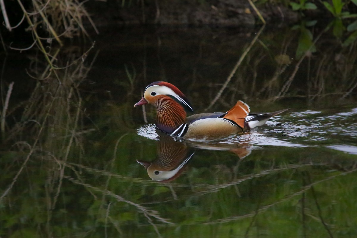 オシドリ - ML644554008