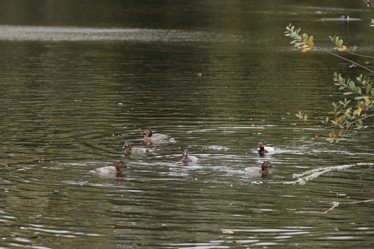 Common Pochard - ML644554013
