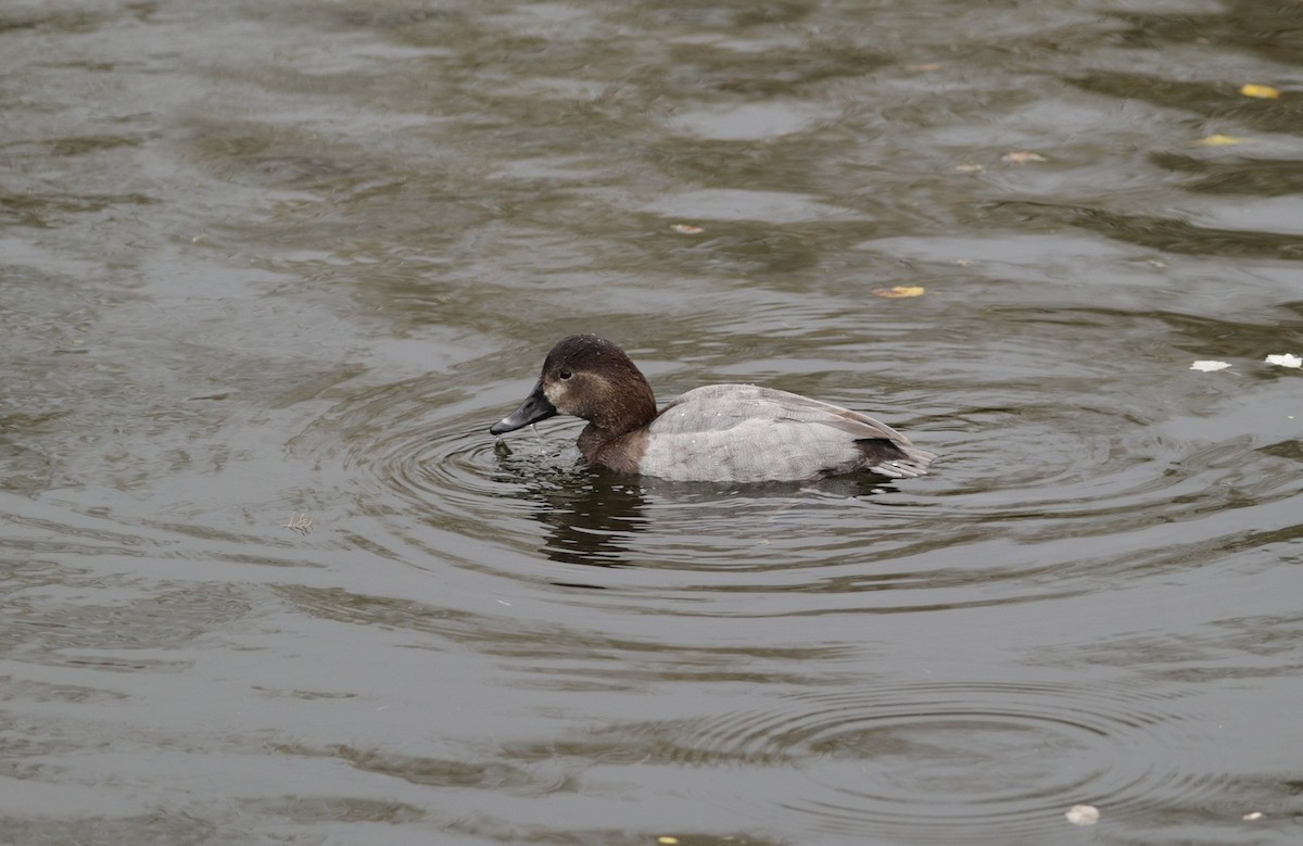 Common Pochard - ML644554014